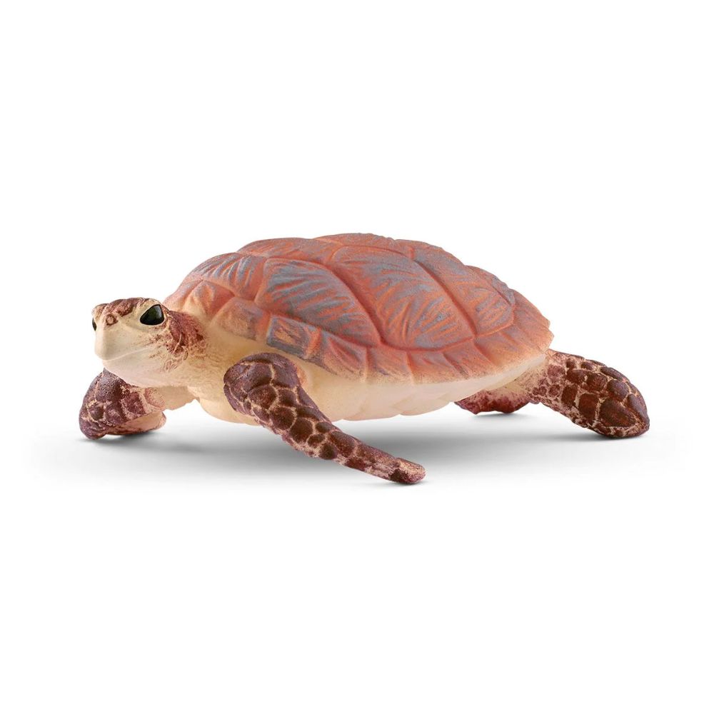 Scheich Hawskbill sea turtle
