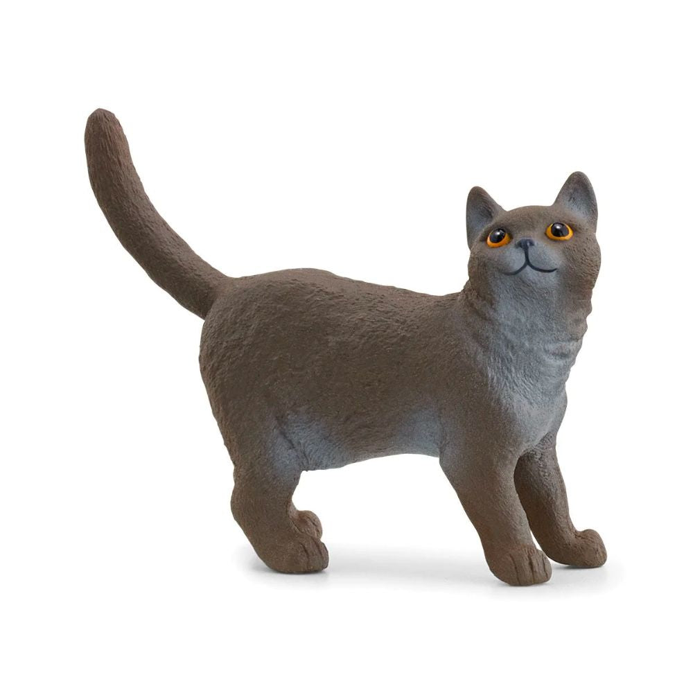 Scheich British Shorthair Cat