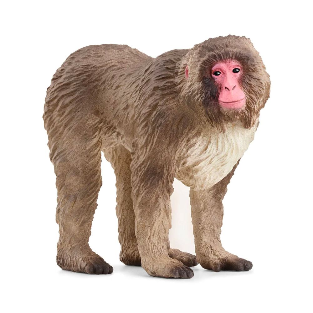 Scheich Japanese Macaque