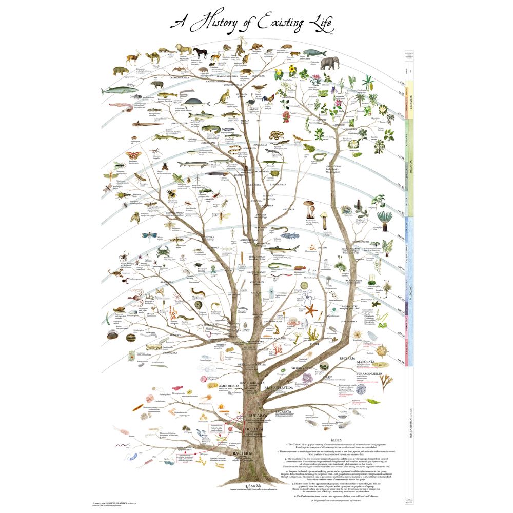 History of Existing Life Poster