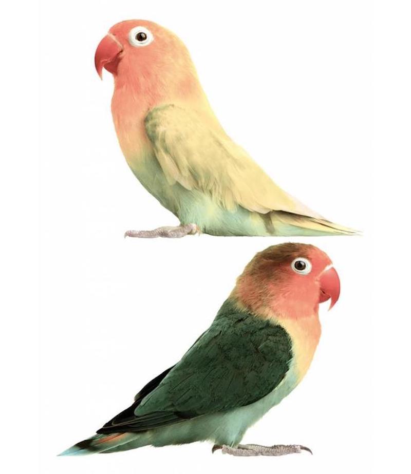 Wall Sticker - Safari Friends Lovebirds, 22 x 17 cm