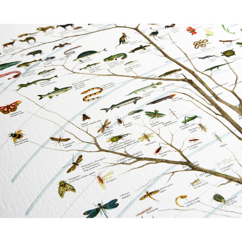 History of Existing Life Poster