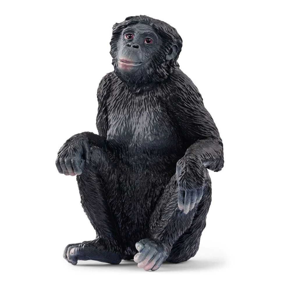 Scheich Bonobo Female