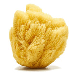 Sandy the Sea Sponge