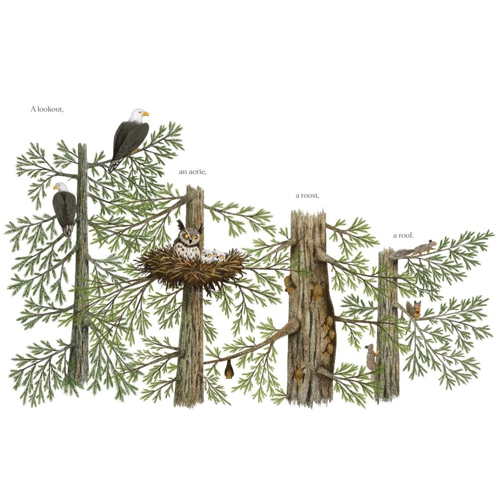 When a Tree Falls HC