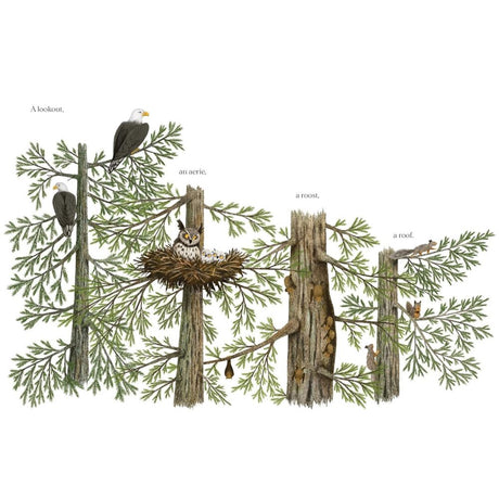 When a Tree Falls HC