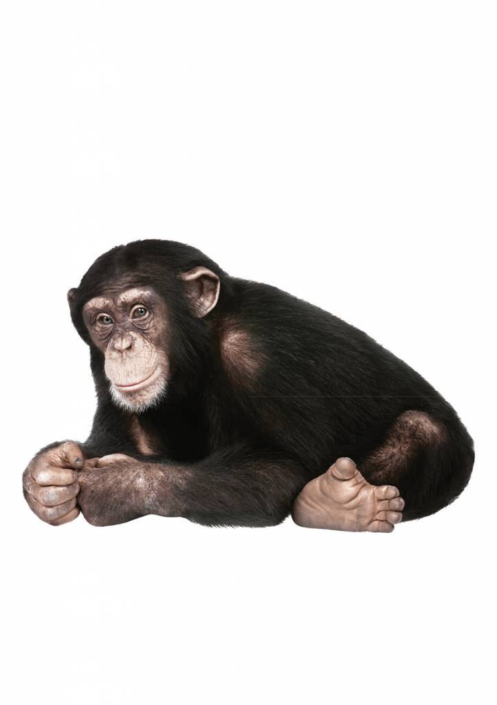 Wall Sticker - Safari Friends Chimpanzee, 44 x 29 cm